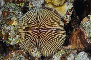 Fungia klunzingeri-Safaga Tobia kebir-4m-20171120-Denis-ADER-DSC_3216_tn